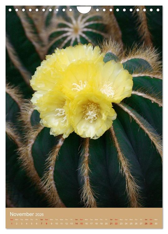 Produktbild: Succulents and Cacti - Strong Thorns, Delicate Blooms (Wall Calendar 2026 DIN A4 portrait), CALVENDO 12 Month Wall Calendar