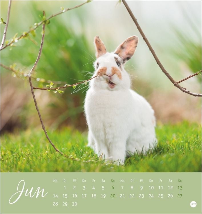 Produktbild: S&uuml;&szlig;e Kaninchen Postkartenkalender 2027