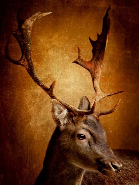 Produktbild: CALVENDO Puzzle Der Hirsch mit dem goldenen Geweih | 1000 Teile Lege-Gr&ouml;&szlig;e 64x48cm Foto-Puzzle f&uuml;r gl&uuml;ckliche Stunden