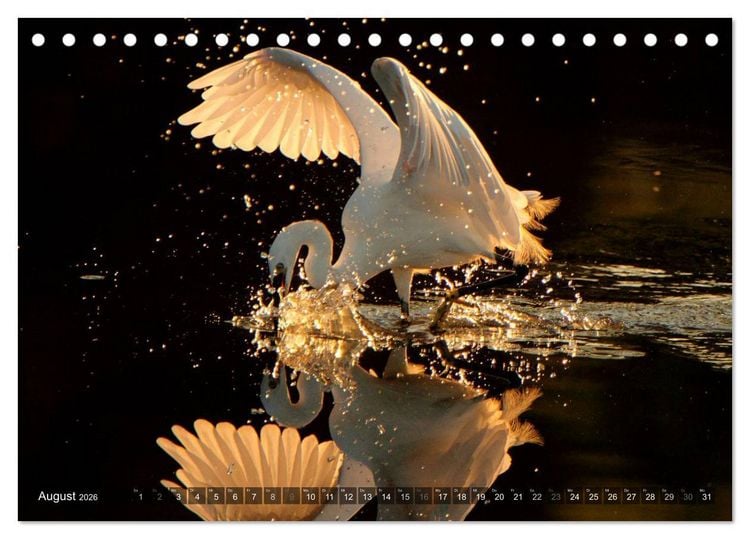 Produktbild: V&Ouml;GEL (Tischkalender 2026 DIN A5 quer), CALVENDO Monatskalender