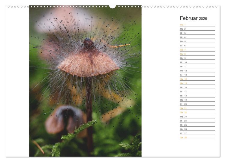 Produktbild: Kleine Wunder vor der Haust&uuml;r (hochwertiger Premium Wandkalender 2026 DIN A2 quer), Kunstdruck in Hochglanz