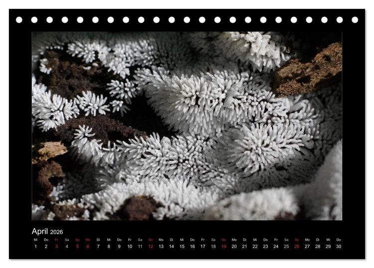 Produktbild: Pilze (Tischkalender 2026 DIN A5 quer), CALVENDO Monatskalender