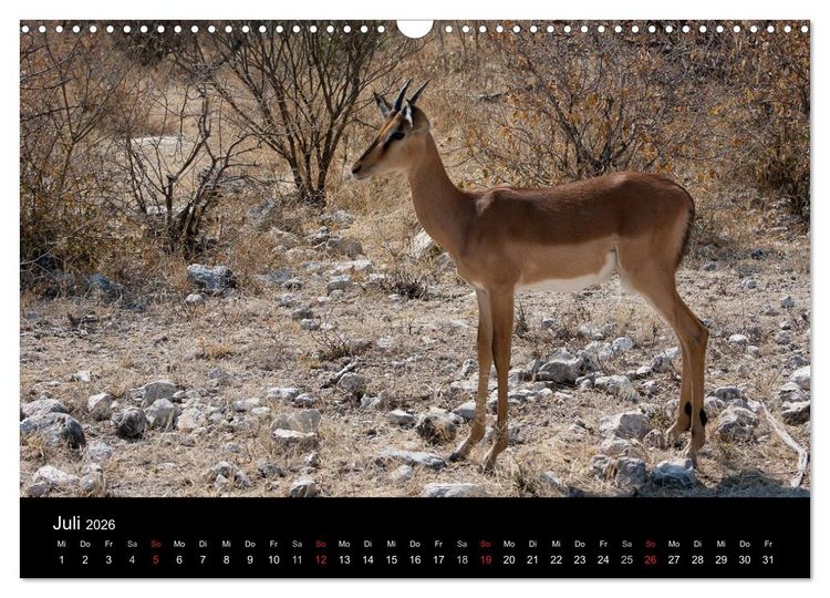 Produktbild: Wildlife Namibia (Wandkalender 2026 DIN A3 quer), CALVENDO Monatskalender