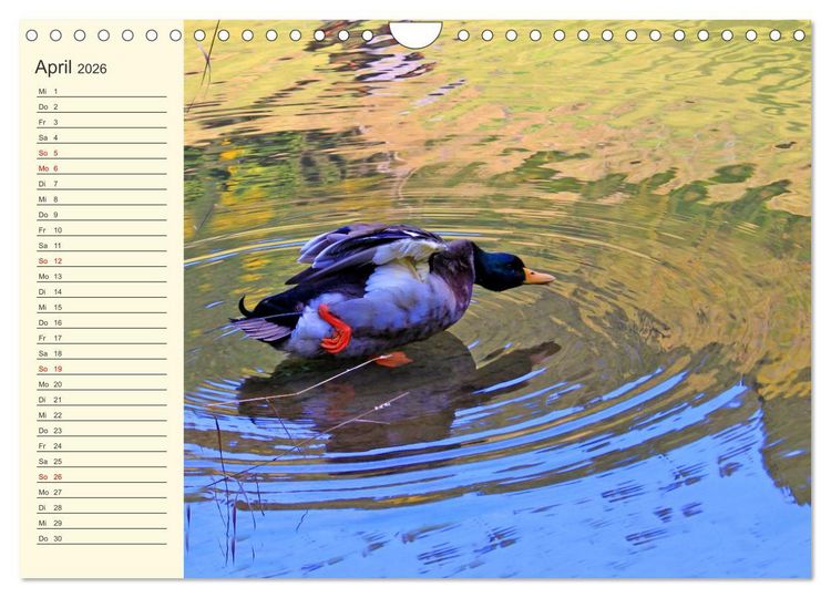 Produktbild: Wir sind die Stars am Wasser (Wandkalender 2026 DIN A4 quer), CALVENDO Monatskalender