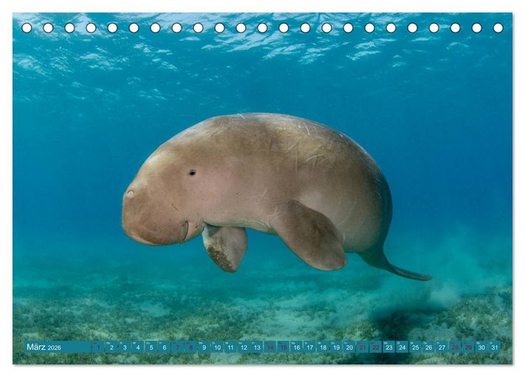 Produktbild: Tauchen, Fische und Meer (Tischkalender 2026 DIN A5 quer), CALVENDO Monatskalender