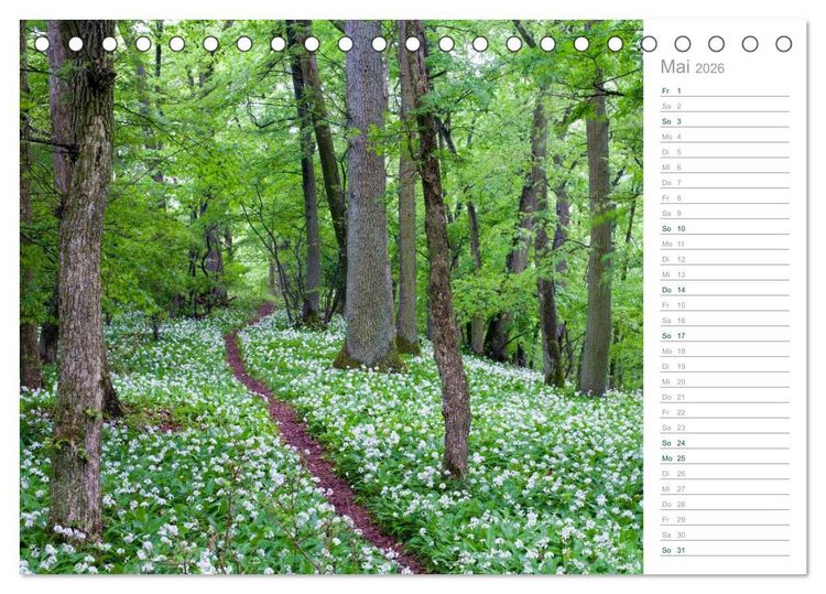 Produktbild: Im Deutschen Wald 2026 - ein Notizkalender (Tischkalender 2026 DIN A5 quer), CALVENDO Monatskalender