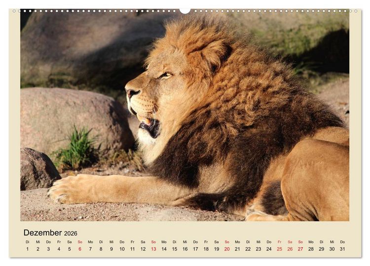 Produktbild: L&ouml;wen im Tierpark Hagenbeck (Wandkalender 2026 DIN A2 quer), CALVENDO Monatskalender