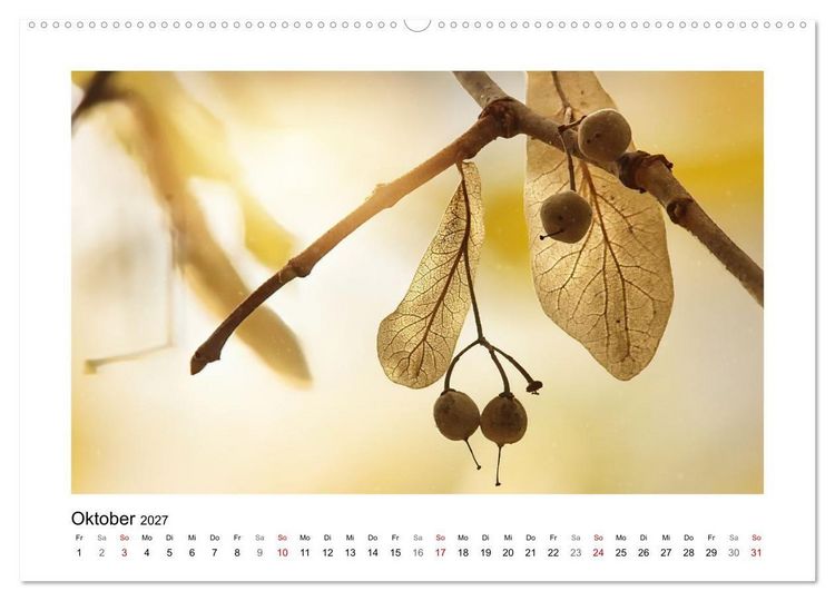 Produktbild: Zauber verg&auml;nglicher Bl&uuml;ten (hochwertiger Premium Wandkalender 2027 DIN A2 quer), Kunstdruck in Hochglanz