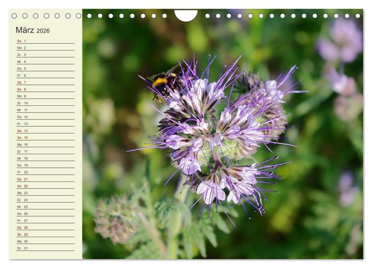 Produktbild: L&auml;ndliche Idylle zwischen Erzgebirge und Muldental (Wandkalender 2026 DIN A4 quer), CALVENDO Monatskalender