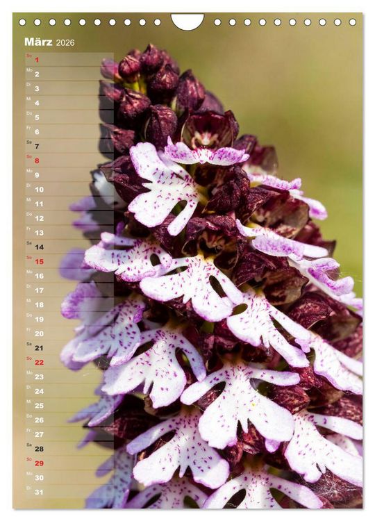Produktbild: Auf der Suche nach Orchideen in Deutschland (Wandkalender 2026 DIN A4 hoch), CALVENDO Monatskalender