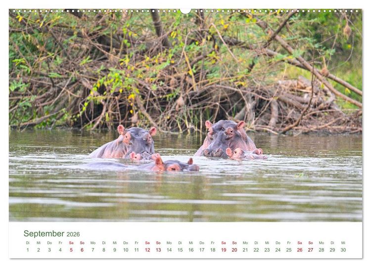 Produktbild: Tierwelten UGANDA (hochwertiger Premium Wandkalender 2026 DIN A2 quer), Kunstdruck in Hochglanz