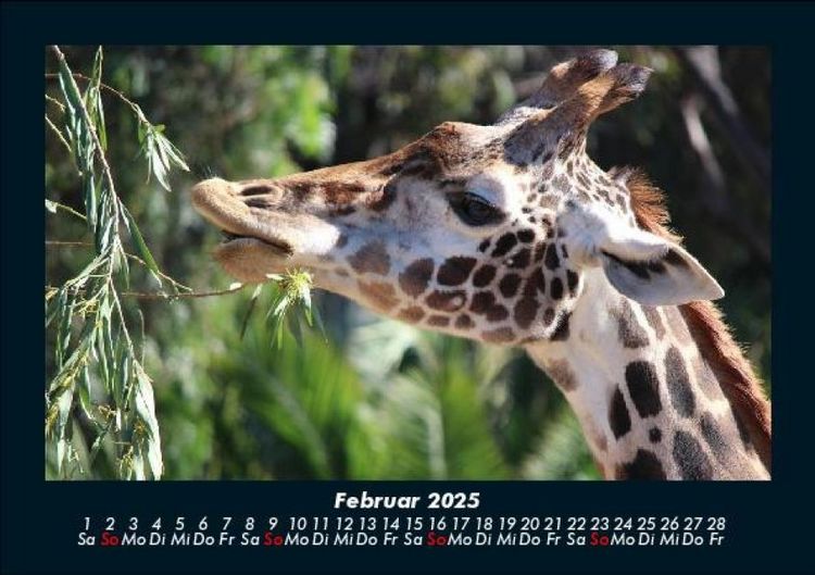 Produktbild: Giraffen 2025 Fotokalender DIN A5