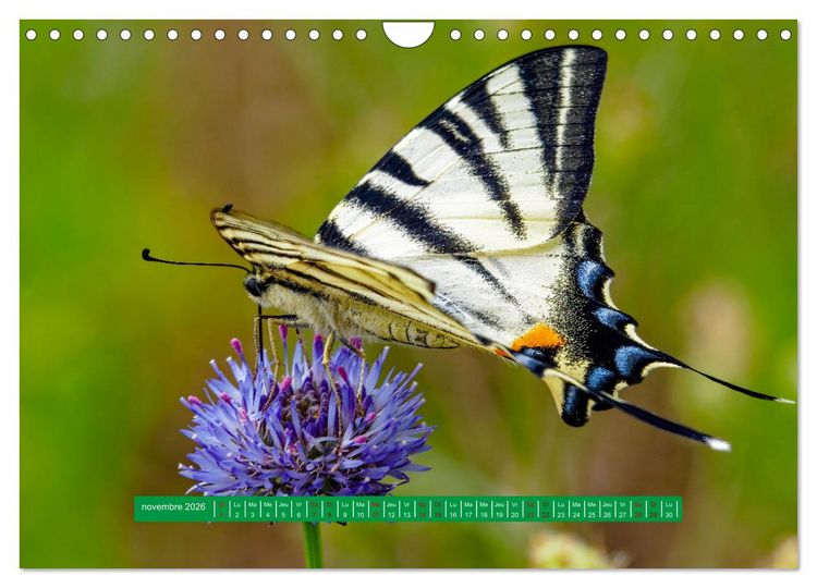 Produktbild: La vie de nos prairie, les papillons (Calendrier mural 2026 DIN A4 vertical), CALVENDO calendrier mensuel