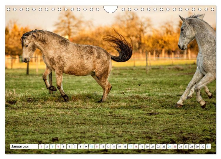 Produktbild: Durch das Jahr mit dem Connemara Pony Holly (Wandkalender 2026 DIN A4 quer), CALVENDO Monatskalender