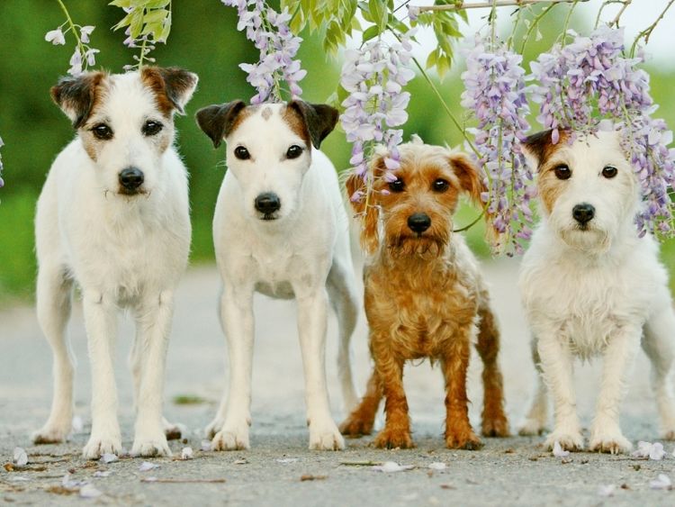 Produktbild: Vier Freunde (Puzzle)