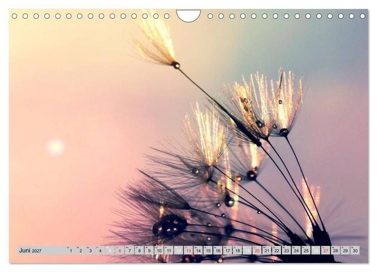 Produktbild: PusteblumenZauber (Wandkalender 2027 DIN A4 quer), CALVENDO Monatskalender