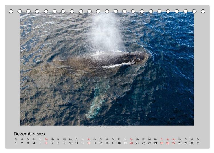 Produktbild: Tierleben in der Antarktis (Tischkalender 2026 DIN A5 quer), CALVENDO Monatskalender