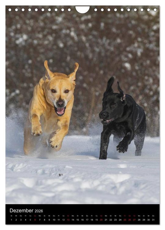 Produktbild: Faszination Labrador Retriever (Wandkalender 2026 DIN A4 hoch), CALVENDO Monatskalender