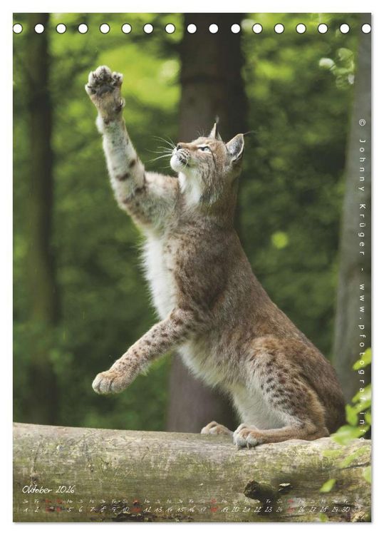 Produktbild: Luchs (Tischkalender 2026 DIN A5 hoch), CALVENDO Monatskalender