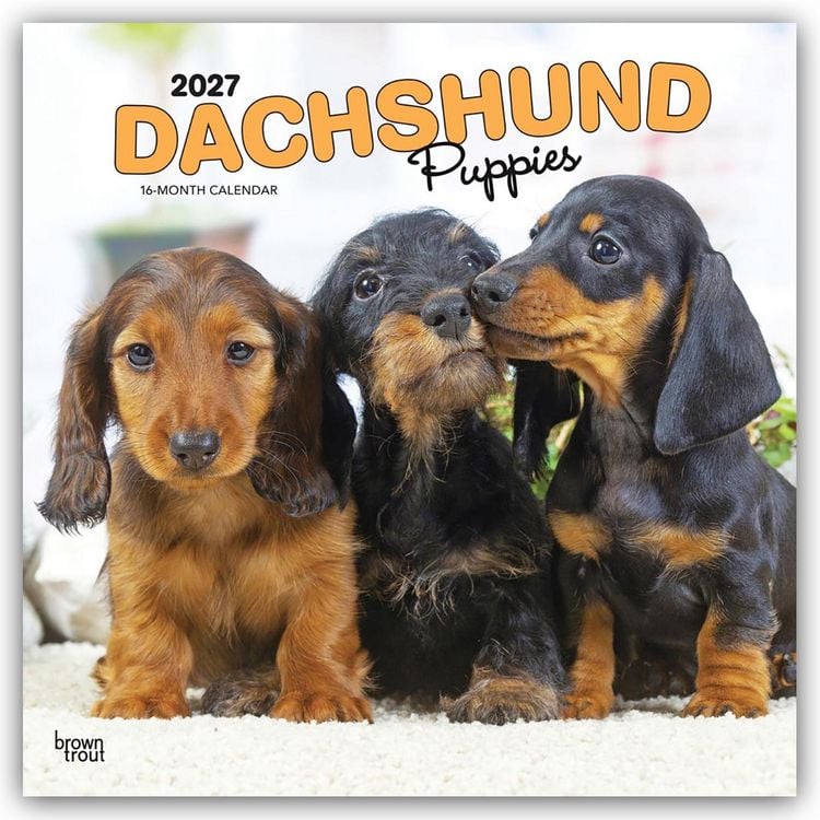 Produktbild: Dachshund Puppies &ndash; Dackel Welpen 2027 &ndash; 16-Monatskalender