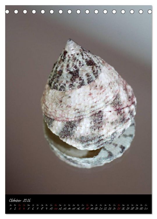 Produktbild: Muscheln und Schnecken (Tischkalender 2026 DIN A5 hoch), CALVENDO Monatskalender