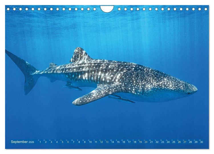 Produktbild: Hai: Raubtier der Meere (Wandkalender 2026 DIN A4 quer), CALVENDO Monatskalender