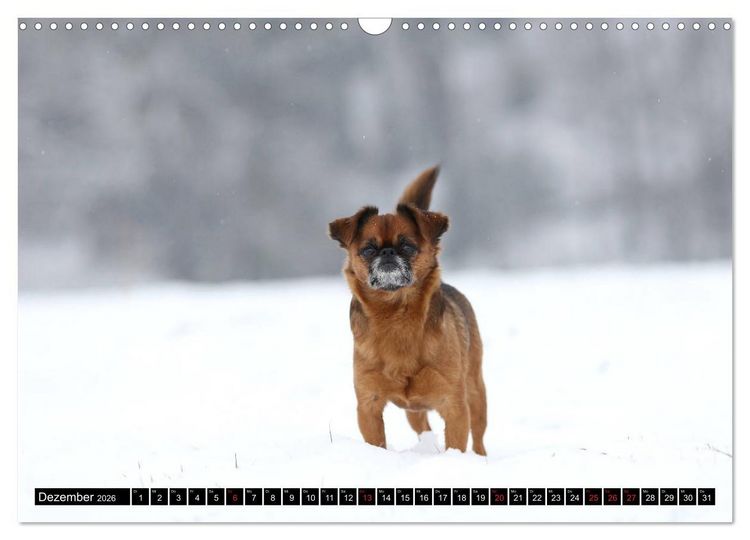 Produktbild: Zwerggriffons 2026 (Wandkalender 2026 DIN A3 quer), CALVENDO Monatskalender