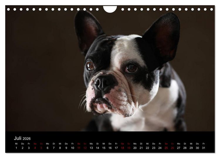 Produktbild: Charme auf vier Pfoten - Franz&ouml;sische Bulldoggen Portraits (Wandkalender 2026 DIN A4 quer), CALVENDO Monatskalender