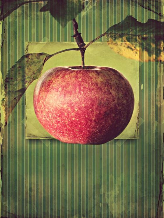 Produktbild: CALVENDO Puzzle Apfel im vintagelook | 1000 Teile Lege-Gr&ouml;&szlig;e 64x48cm Foto-Puzzle f&uuml;r gl&uuml;ckliche Stunden