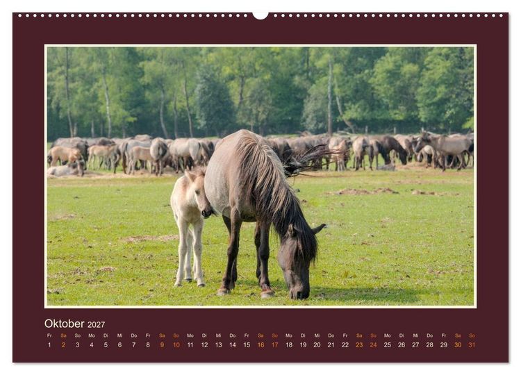 Produktbild: Die letzten Wilden - freilebende Pferde in D&uuml;lmen (Wandkalender 2027 DIN A2 quer), CALVENDO Monatskalender