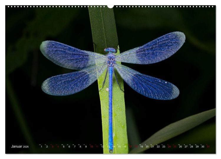 Produktbild: Naturwunder Libellen (Wandkalender 2026 DIN A2 quer), CALVENDO Monatskalender