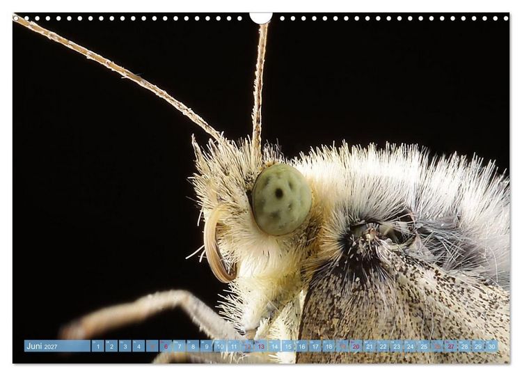 Produktbild: INSEKTENGESICHTER (Wandkalender 2027 DIN A3 quer), CALVENDO Monatskalender