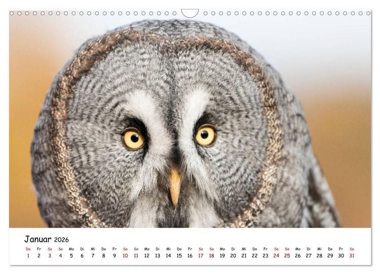 Produktbild: Eulen 2026 (Wandkalender 2026 DIN A3 quer), CALVENDO Monatskalender