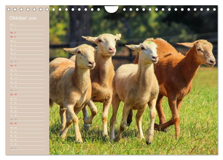 Produktbild: Schafe / Geburtstagskalender (Wandkalender 2026 DIN A4 quer), CALVENDO Monatskalender