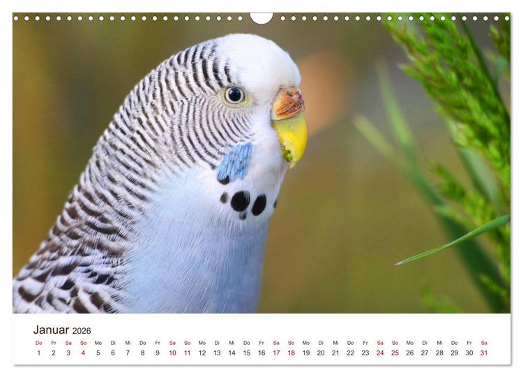 Produktbild: Wellensittiche - der NEUE Kalender (Wandkalender 2026 DIN A3 quer), CALVENDO Monatskalender