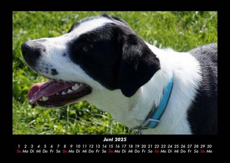 Produktbild: Der Hundekalender 2025 Fotokalender DIN A3