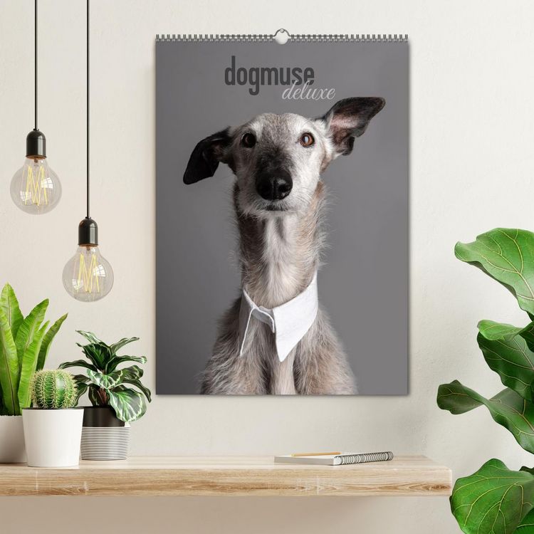 Produktbild: dogmuse deluxe (Wandkalender 2026 DIN A2 hoch), CALVENDO Monatskalender