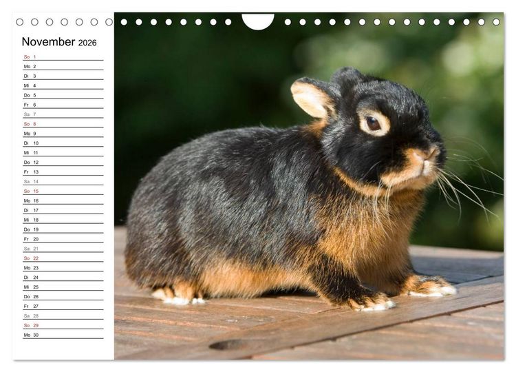 Produktbild: Kaninchen - knuddelige Hausgenossen (Wandkalender 2026 DIN A4 quer), CALVENDO Monatskalender