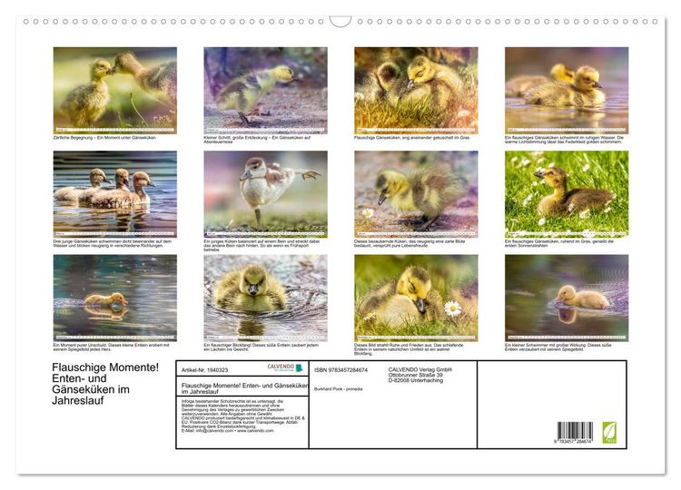 Produktbild: Flauschige Momente! Enten- und G&auml;nsek&uuml;ken im Jahreslauf (Wandkalender 2026 DIN A2 quer), CALVENDO Monatskalender