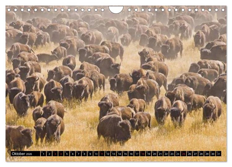 Produktbild: Wisent und Bison (Wandkalender 2026 DIN A4 quer), CALVENDO Monatskalender