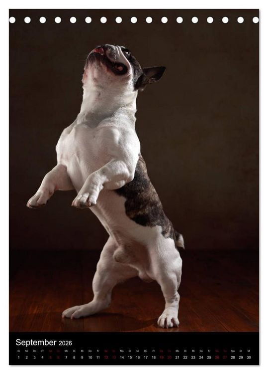 Produktbild: Bullys mit Charme - Franz&ouml;sische Bulldoggen im Portrait (Tischkalender 2026 DIN A5 hoch), CALVENDO Monatskalender