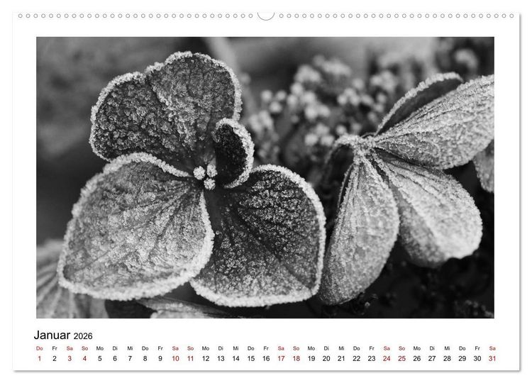 Produktbild: Die grafische Sch&ouml;nheit der Pflanzen &ndash; Schwarz-Wei&szlig; (Wandkalender 2026 DIN A2 quer), CALVENDO Monatskalender