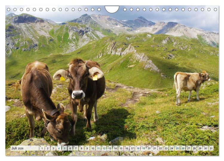 Produktbild: K&uuml;he im Einklang mit der Natur (Wandkalender 2026 DIN A4 quer), CALVENDO Monatskalender