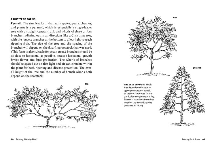 Produktbild: How to Prune Trees & Shrubs