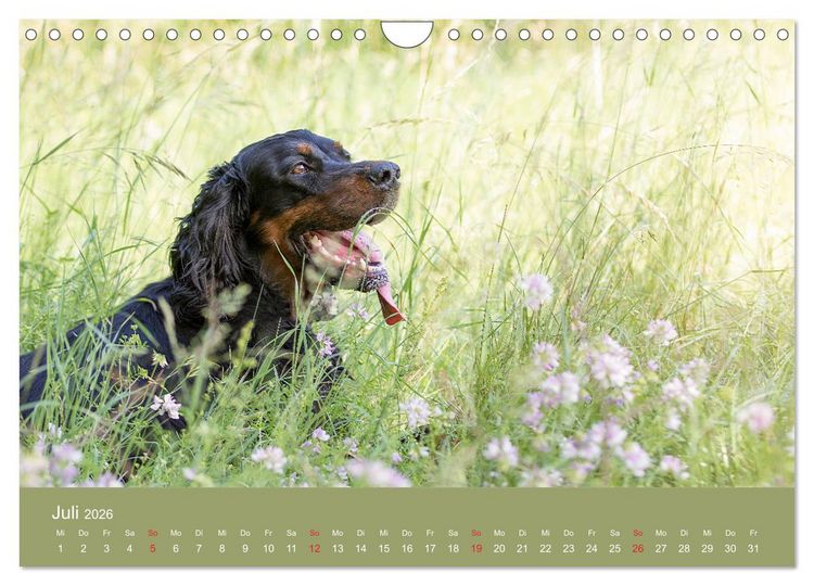 Produktbild: Setter - Geliebter Freund und Jagdkamerad (Wandkalender 2026 DIN A4 quer), CALVENDO Monatskalender