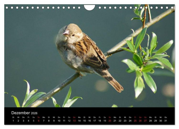 Produktbild: Freche Spatzen (Wandkalender 2026 DIN A4 quer), CALVENDO Monatskalender