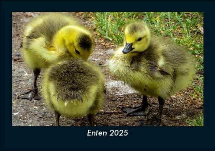 Produktbild: Enten 2025 Fotokalender DIN A5