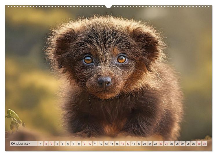 Produktbild: Pr&auml;historische Kinderstube - niedliche Tierkinder der Urzeit (hochwertiger Premium Wandkalender 2027 DIN A2 quer), Kunstdruck in Hochglanz