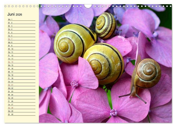 Produktbild: Schnecken. Witzige Schleimer (Wandkalender 2026 DIN A3 quer), CALVENDO Monatskalender
