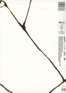Produktbild: Antifragile (Vol.1)
